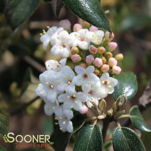 <em>Viburnum</em> <strong>CONOY VIBURNUM</strong>: