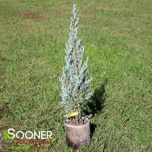 <em>Juniperus</em> <strong>MOONGLOW JUNIPER</strong>: