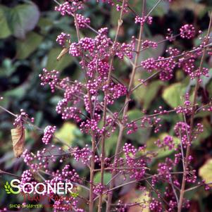 <em>Callicarpa</em> <strong>PROFUSION BEAUTYBERRY</strong>: