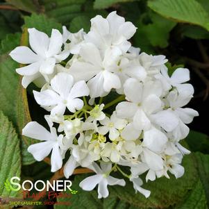 <em>Viburnum</em> POPCORN VIBURNUM: 