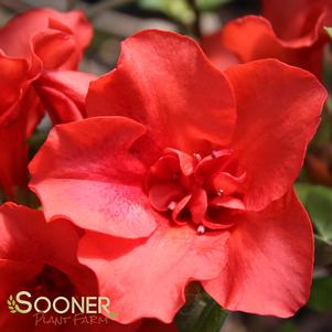 <em>Rhododendron</em> AUTUMN EMBERS® ENCORE® AZALEA: 