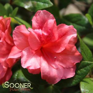 <em>Rhododendron</em> AUTUMN PRINCESS® ENCORE® AZALEA: 