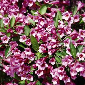<em>Weigela</em> <strong>MINUET WEIGELA</strong>: