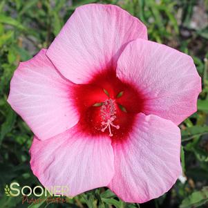 <em>Hibiscus</em> <strong>LADY BALTIMORE HARDY HIBISCUS</strong>: