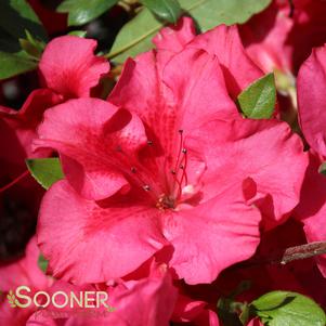 <em>Rhododendron</em> BLOOM-A-THON® RED MAGNIFICENCE™ AZALEA: 