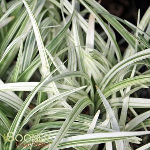 <em>Liriope</em> <strong>SILVER DRAGON LIRIOPE</strong>: