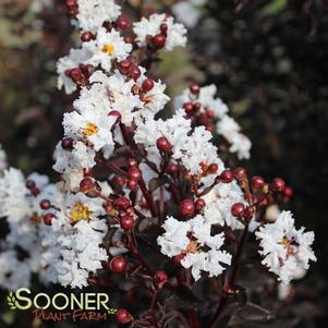 <em>Lagerstroemia</em> BLACK DIAMOND® PURE WHITE CRAPEMYRTLE: 