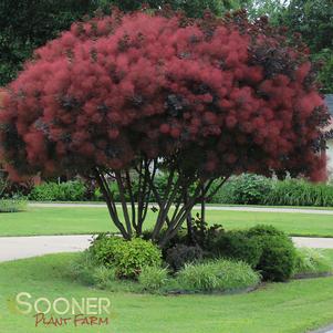 <em>Cotinus</em> ROYAL PURPLE SMOKETREE: 