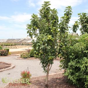 <em>Malus</em> TANGY GREEN™ URBAN® COLUMNAR APPLE: 