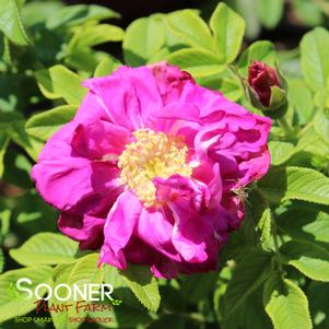 <em>Rosa</em> PURPLE PAVEMENT SHRUB ROSE: 