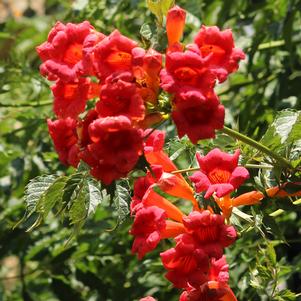 <em>Campsis</em> FLAMENCO TRUMPET VINE: 