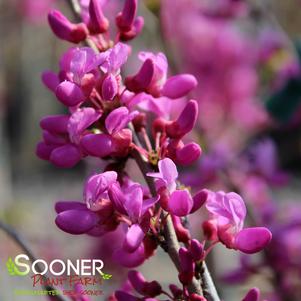 <em>Cercis</em> AVONDALE REDBUD: 