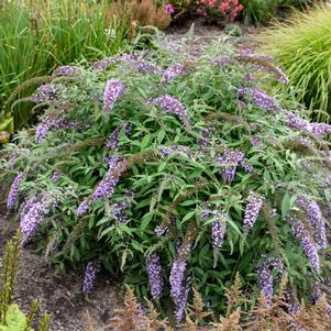 <em>Buddleia</em> LAVENDER CASCADE BUTTERFLY BUSH: 