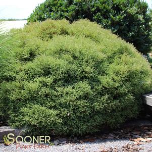 <em>Thuja</em> MR. BOWLING BALL ARBORVITAE: 