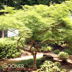 <em>Acer</em> VIRIDIS WEEPING JAPANESE MAPLE: 