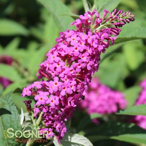 <em>Buddleia x</em> MISS RUBY BUTTERFLY BUSH: 