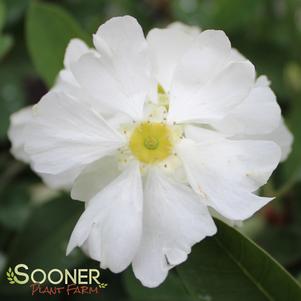 <em>Exochorda</em> SNOW DAY® SURPRISE PEARL BUSH: 