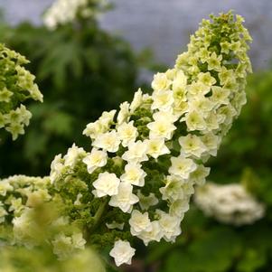 <em>Hydrangea</em> GATSBY STAR® OAKLEAF HYDRANGEA: 