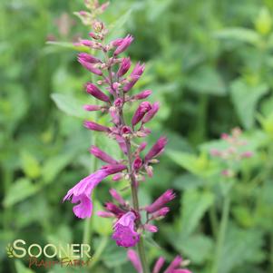 <em>Agastache</em> HEATWAVE HYSSOP: 