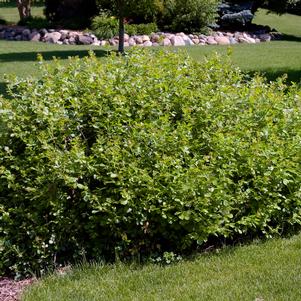 <em>Rhus</em> GRO-LOW FRAGRANT SUMAC: 