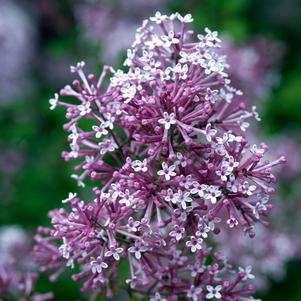 <em>Syringa</em> BLOOMERANG® PURPLE LILAC: 