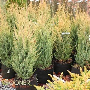 <em>Juniperus</em> GOLD CONE JUNIPER: 