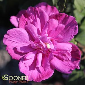 <em>Hibiscus</em> RASPBERRY SMOOTHIE™ ALTHEA: 