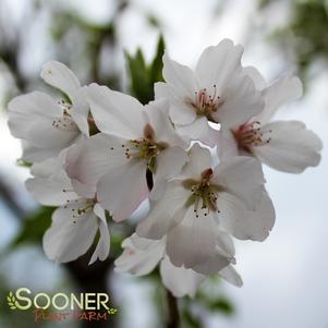 <em>Prunus</em> YOSHINO FLOWERING CHERRY: 