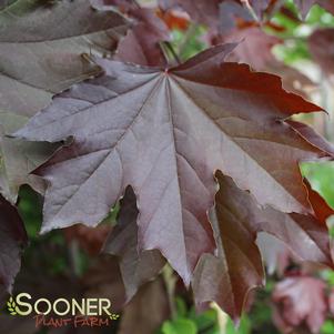 <em>Acer platanoides</em> CRIMSON KING NORWAY MAPLE: 