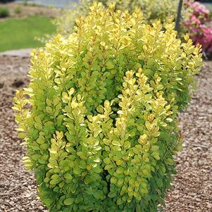 <em>Berberis</em> GOLDEN ROCKET BARBERRY: 