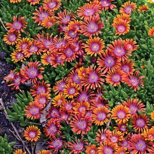 <em>Delosperma</em> FIRE SPINNER® ICE PLANT: 