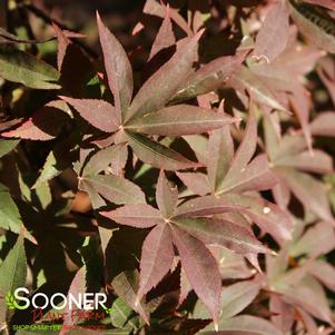 <em>Acer</em> TWOMBLY'S RED SENTINEL UPRIGHT JAPANESE MAPLE: 