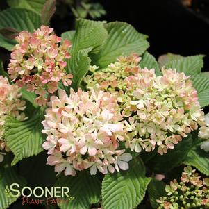 <em>Viburnum</em> MARY MILTON VIBURNUM: 