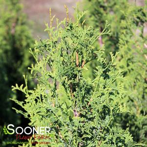 <em>Thuja</em> DEGROOT'S SPIRE ARBORVITAE: 