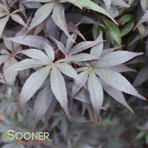 <em>Acer</em> SKEETER'S BROOM UPRIGHT JAPANESE MAPLE: 