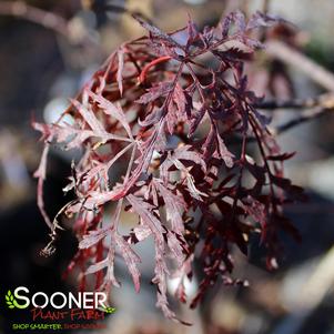 <em>Acer</em> ORANGEOLA WEEPING JAPANESE MAPLE: 