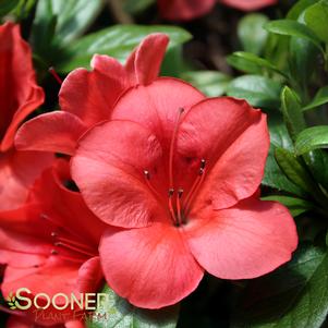 <em>Rhododendron</em> AUTUMN SUNSET® ENCORE® AZALEA: 