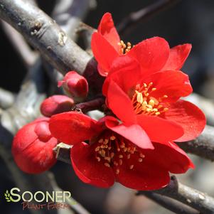 <em>Chaenomeles</em> CRIMSON & GOLD QUINCE: 