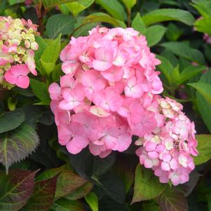 <em>Hydrangea</em> AFTER MIDNIGHT HYDRANGEA: 