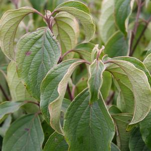 <em>Cornus</em> DWARF KELSEY DOGWOOD: 