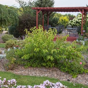 <em>Cornus</em> CAYENNE DOGWOOD: 