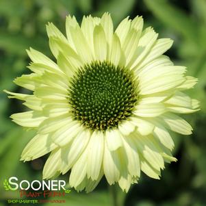 <em>Echinacea</em> GREEN JEWEL CONEFLOWER: 