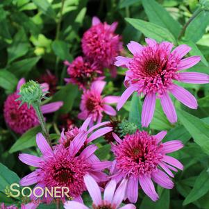 <em>Echinacea</em> PINK DOUBLE DELIGHT CONEFLOWER: 