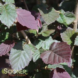 <em>Corylus</em> ANNY'S COMPACT RED EUROPEAN FILBERT: 