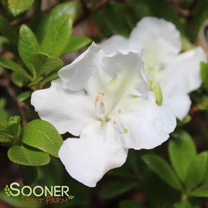 <em>Rhododendron</em> BLOOM-A-THON® PEARL™ AZALEA: 