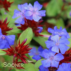 <em>Ceratostigma</em> BLUE PLUMBAGO: 