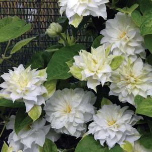 <em>Clematis</em> MADAME MARIA® CLEMATIS: 