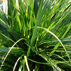 <em>Carex</em> EVERDI SEDGE: 