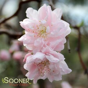 <em>Prunus</em> PEPPERMINT TWIST™ ORNAMENTAL PEACH: 