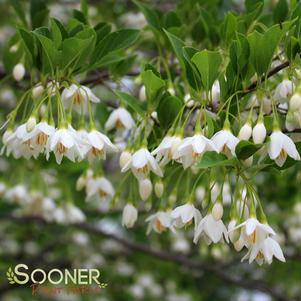 <em>Styrax</em> JAPANESE SNOWBELL: 